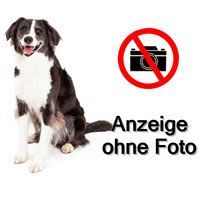 Border Collie wg beissvorfall „gefährlicher“ Hund