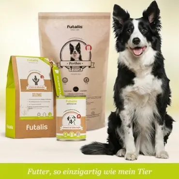 Welches Futter für Border Collie?