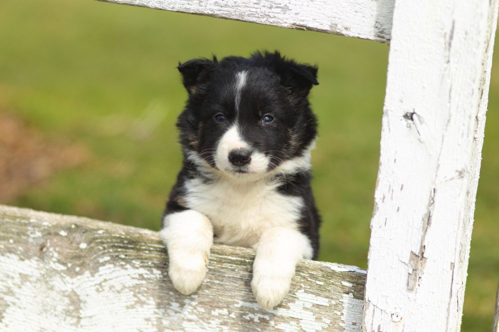 Abgabealter Border Collie Welpen: Züchter