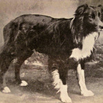 Auld Hemp Border Collie