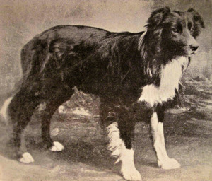 Auld Hemp Border Collie