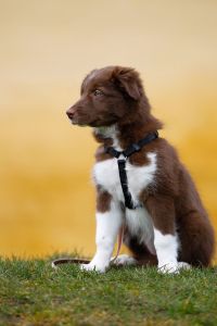 Beratung Border Collie Züchter