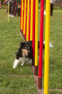 Bewegung und Agility für ein langes Border Collie Leben