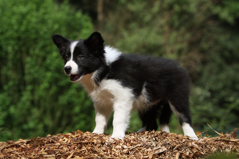 Border collie welpen kaufen