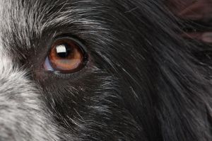 Border Collie Augen Reinigen