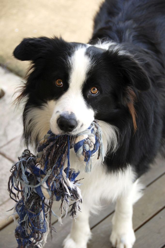 Border Collie Charakter