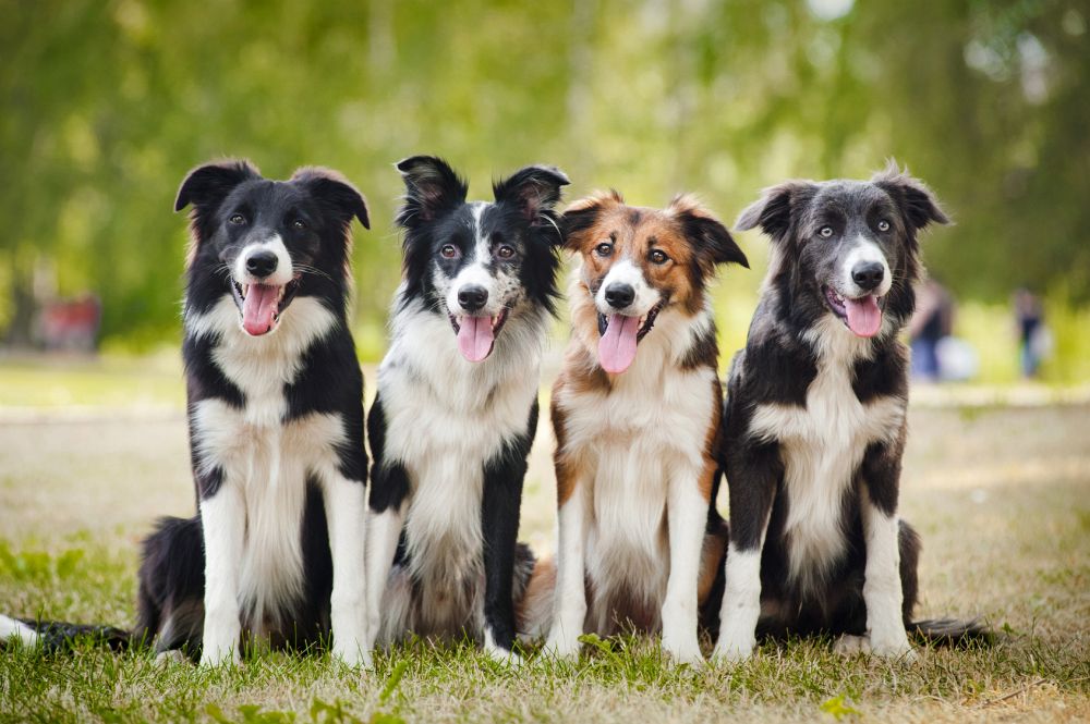 Image result for Border Collie Hund glücklich
