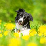 Border Collie Forum