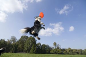 Border Collie Frisbee
