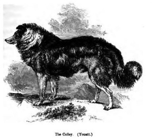 Border Collie Geschichte