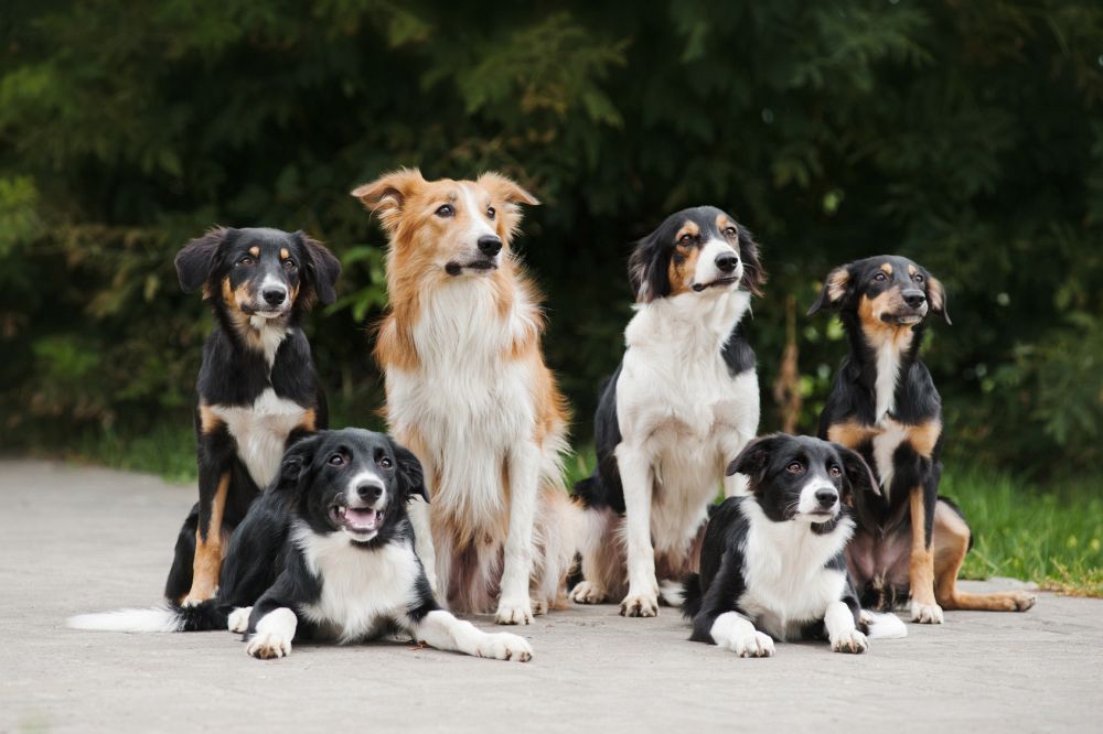 Border Collie Gesundheit: Tipps/Checkliste für ein gesundes Border Collie-Hundeleben!