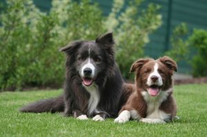Border Collie Hunde