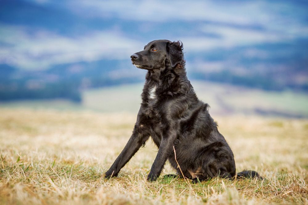 Border Collie Mix Mischling Mybordercollie De