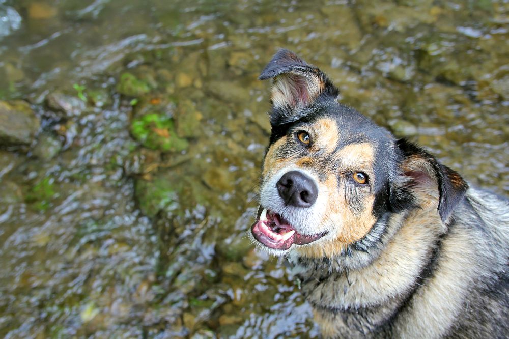 Border Collie - Schäferhund - Mix Border Collie Schäferhund Mischling im Wasse
