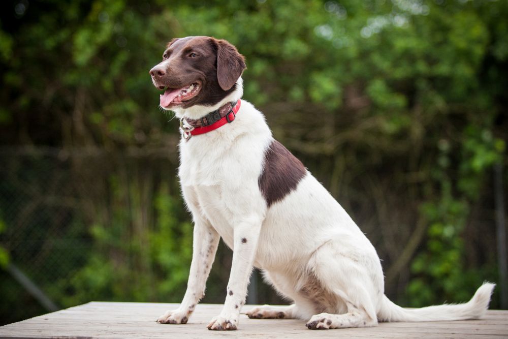 Border Collie Mix Mischling Mybordercollie De