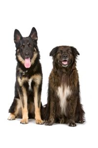 Border Collie Schäferhund Mix, Mischling