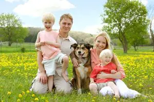 Border Collie gerät in Not wegen Kinder
