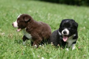 Border Collie Welpen