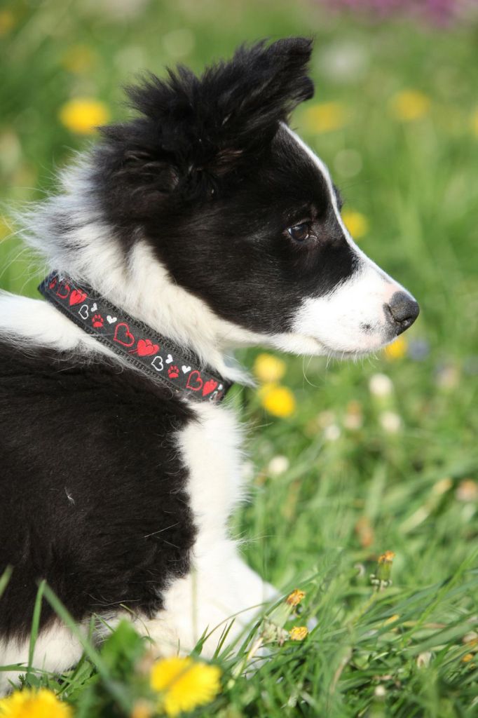 Border Collie Welpen Erziehung: Wie lernt der Border Collie seinen Namen?