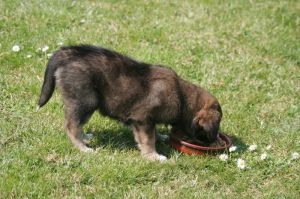Border Collie Welpen Futter