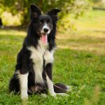 Was ist typisch für das Wesen des Border Collie?