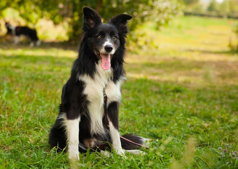 Border Collie Charakter Und Wesen Mybordercollie De