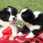 Woran erkenne ich einen guten Border Collie Züchter?