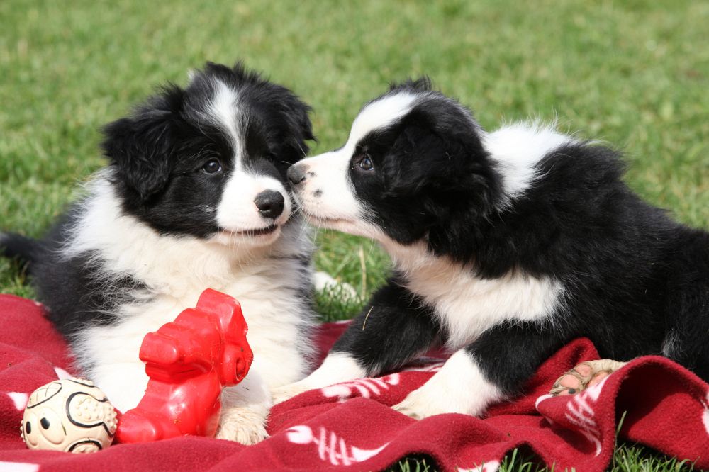 Woran erkenne ich einen guten Border Collie Züchter?