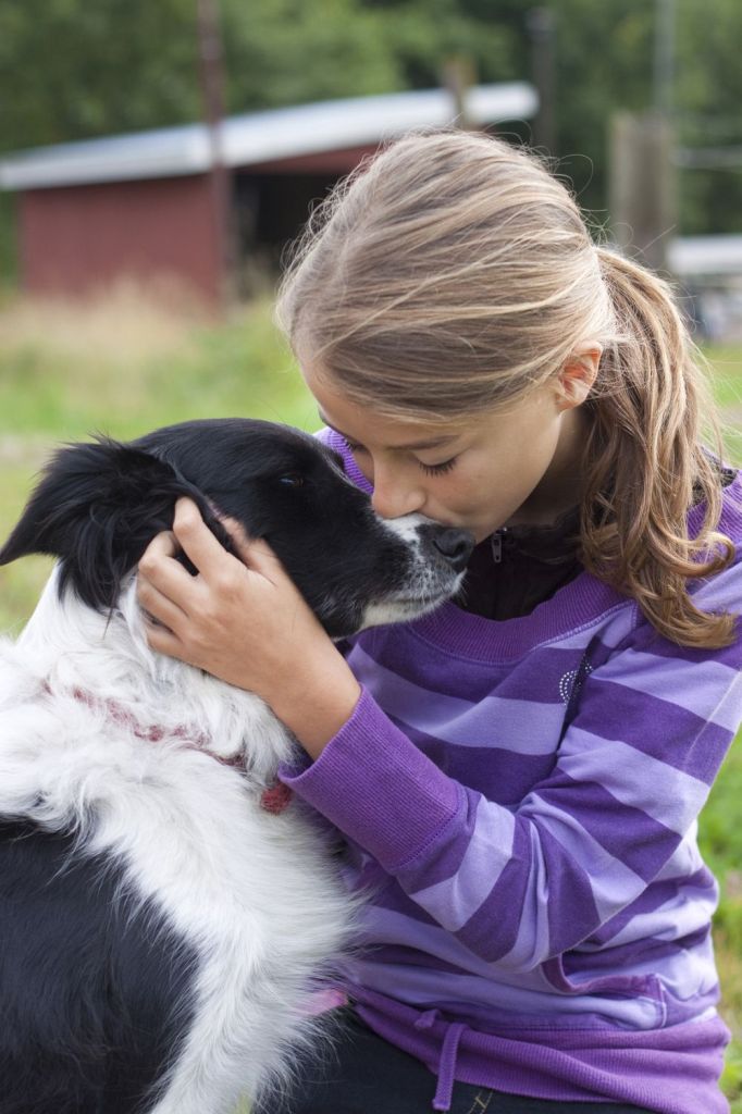 Border Collie als Therapiehund