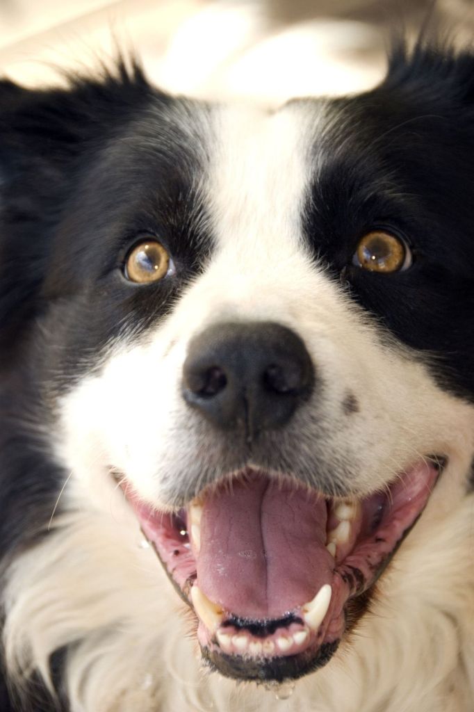 Border Collie in Not aus dem Tierheim