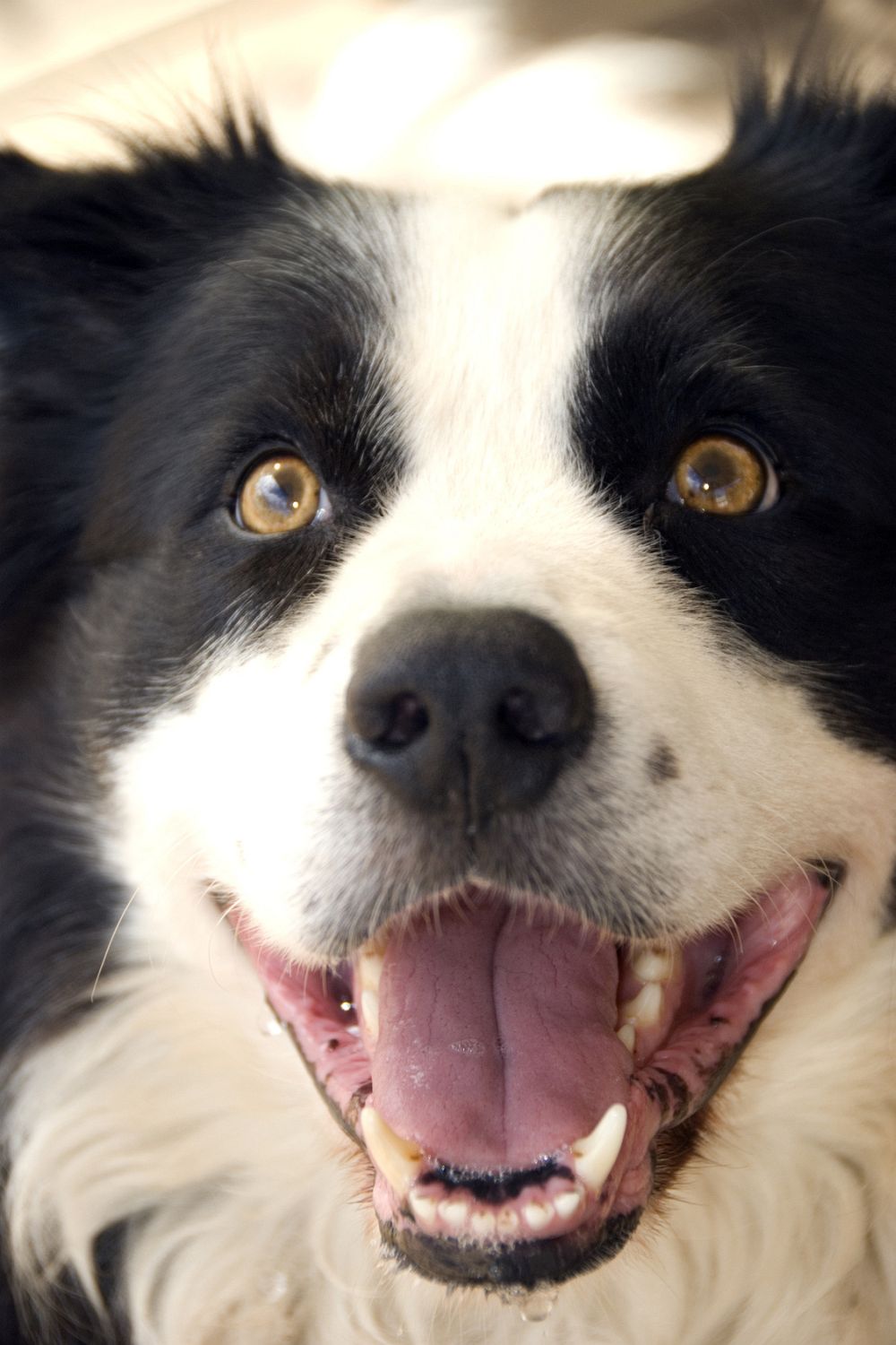 Border Collie In Not Ein Hund Aus Dem Tierheim Mybordercollie De