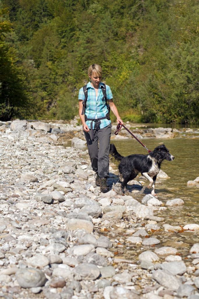 Border Collie in Not durch Scheidung