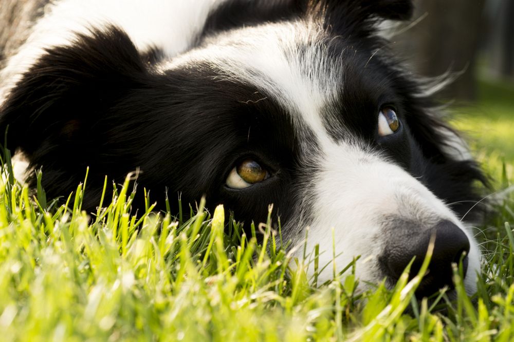 border collie in Not