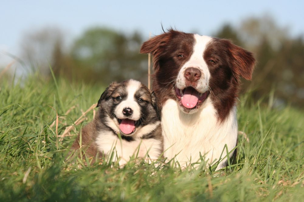 Border Collie mit Welpe im Gras Der Züchter wird Sie viele Fragen stellen