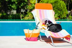 Border Collie Urlaub Spanien, Griechenland, Italien
