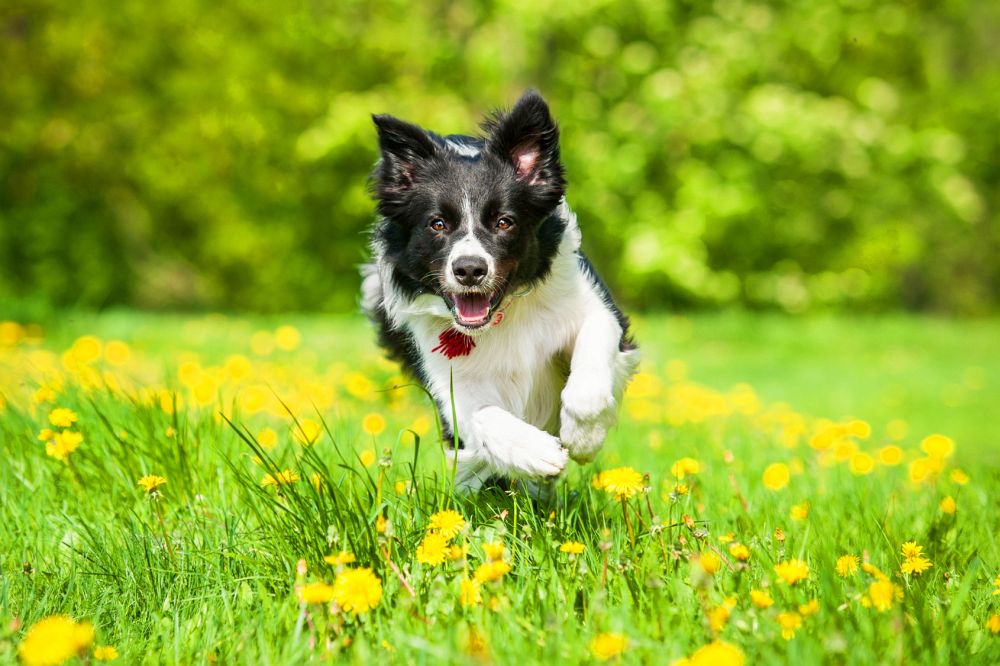 Border Collie Charakter Und Wesen Mybordercollie De