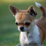 Chihuahua Hund