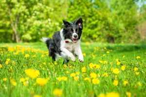 Deckrüde Border Collie