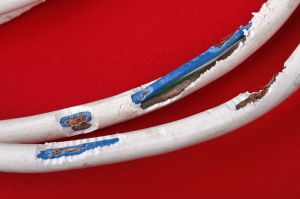 Defektes Kabel Gefahr für Border Collie Welpen