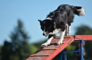 Erziehung Border Collie