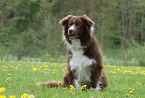 Fellp Border Collie