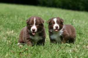 sunde Welpen durch einen Border Collie Deckrüde