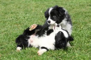 Gesunde Border Collie Hunde