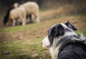 Hunderasse Border Collie