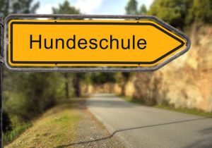 Mit dem Border Collie in die Hundeschule