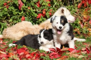Impfung Border Collie