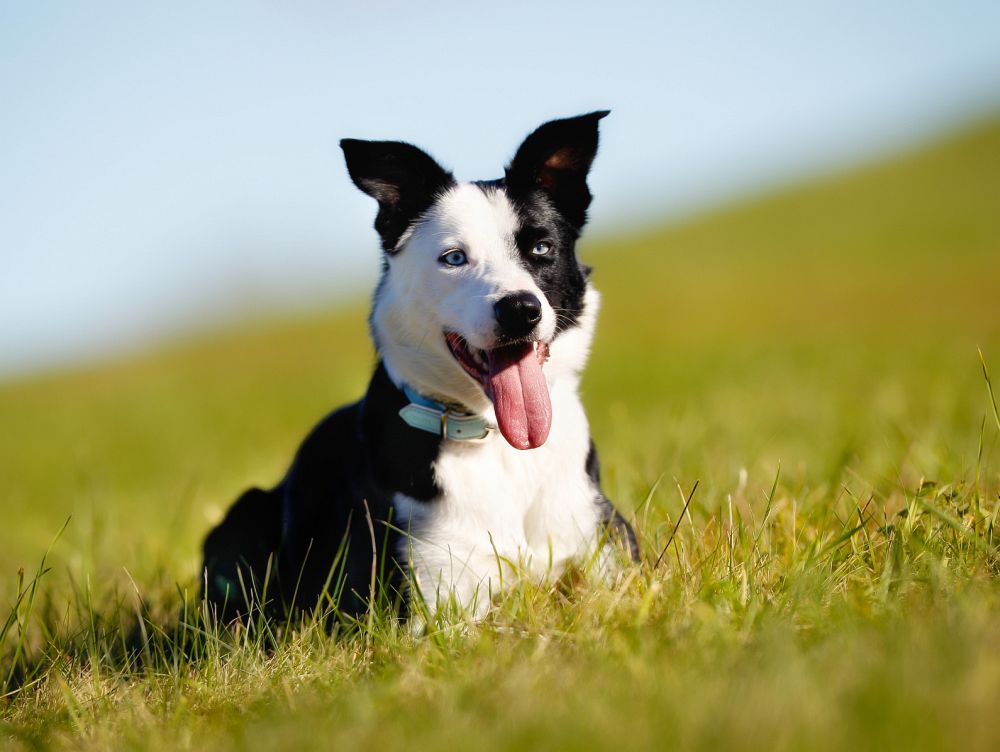 Border Collie Mix Mischling Mybordercollie De