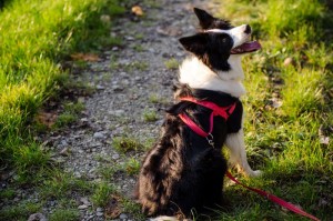 Kauf Border Collie