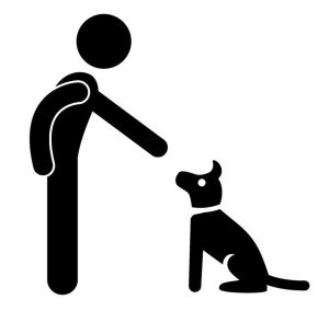 Kommando Sitz Border Collie erziehen