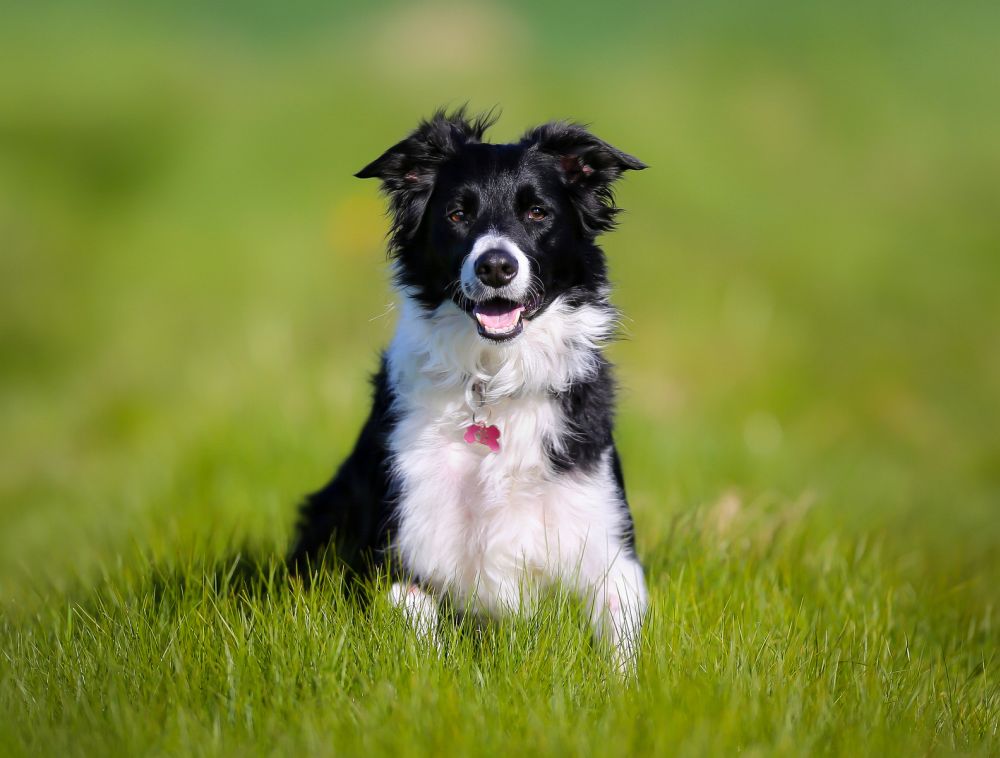 Border Collie Lebenserwartung Lebensdauer Mybordercollie De